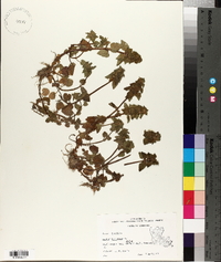 Lamium purpureum image