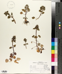 Lamium purpureum image