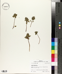 Lamium purpureum image