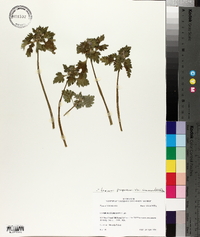Lamium purpureum var. incisum image
