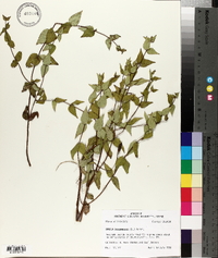 Cunila origanoides image