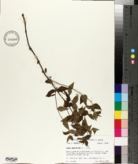 Cunila origanoides image
