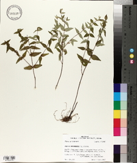 Cunila origanoides image