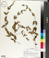 Cunila origanoides image