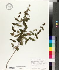 Cunila origanoides image