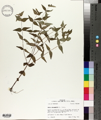 Cunila origanoides image