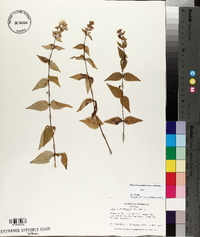 Cunila origanoides image