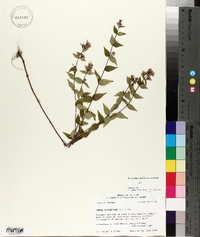 Cunila origanoides image