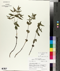 Cunila origanoides image