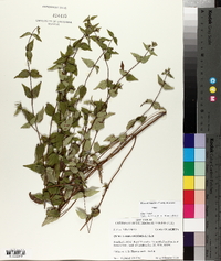 Cunila origanoides image