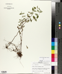 Cunila origanoides image
