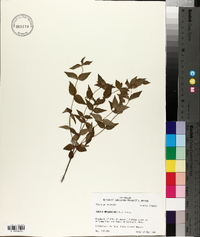 Cunila origanoides image