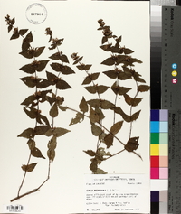 Cunila origanoides image