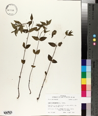 Cunila origanoides image