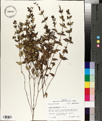 Cunila origanoides image