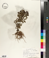 Cunila origanoides image