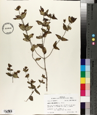 Cunila origanoides image