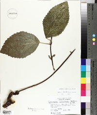 Collinsonia verticillata image