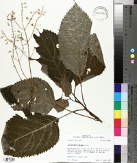 Collinsonia tuberosa image
