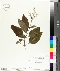Collinsonia canadensis image