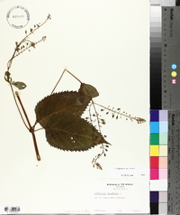 Collinsonia canadensis image