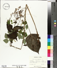 Collinsonia canadensis image