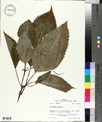 Collinsonia canadensis image