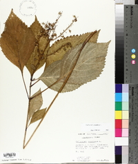 Collinsonia canadensis image
