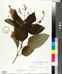 Collinsonia canadensis image