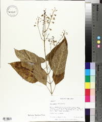 Collinsonia canadensis image