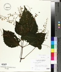Collinsonia canadensis image