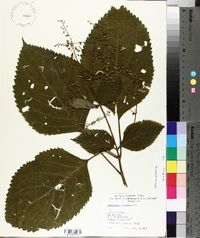 Collinsonia canadensis image