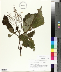 Collinsonia canadensis image