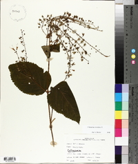 Collinsonia canadensis image