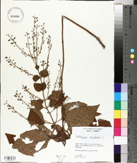 Collinsonia canadensis image