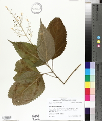 Collinsonia canadensis image
