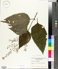 Collinsonia canadensis image