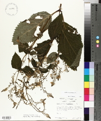 Collinsonia canadensis image
