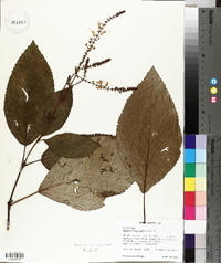 Collinsonia canadensis image