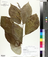 Collinsonia canadensis image