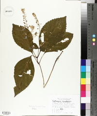 Collinsonia canadensis image