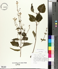 Collinsonia canadensis image