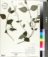 Collinsonia canadensis image