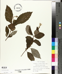 Collinsonia anisata image