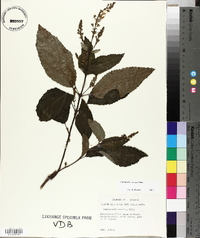 Collinsonia anisata image
