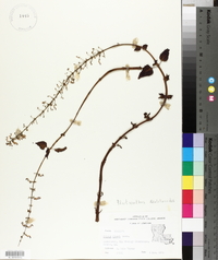 Solenostemon scutellarioides image