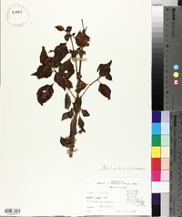 Solenostemon scutellarioides image