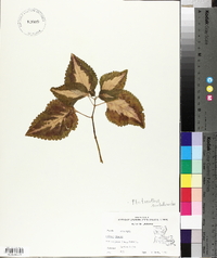 Solenostemon scutellarioides image
