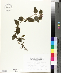Clinopodium vulgare image