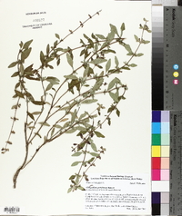 Clinopodium georgianum image
